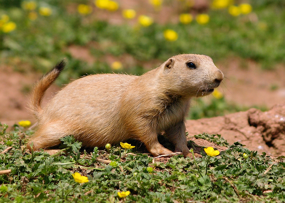 Photo of a prairie dog. The light brown rodent perches attentively amid a dry field of clover with yellow flowers.